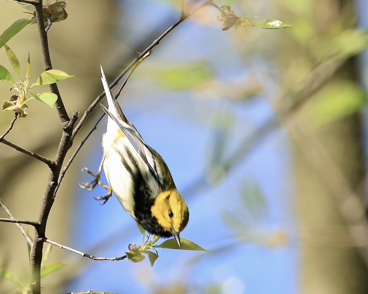 Grünmantel-Waldsänger - ML617735307