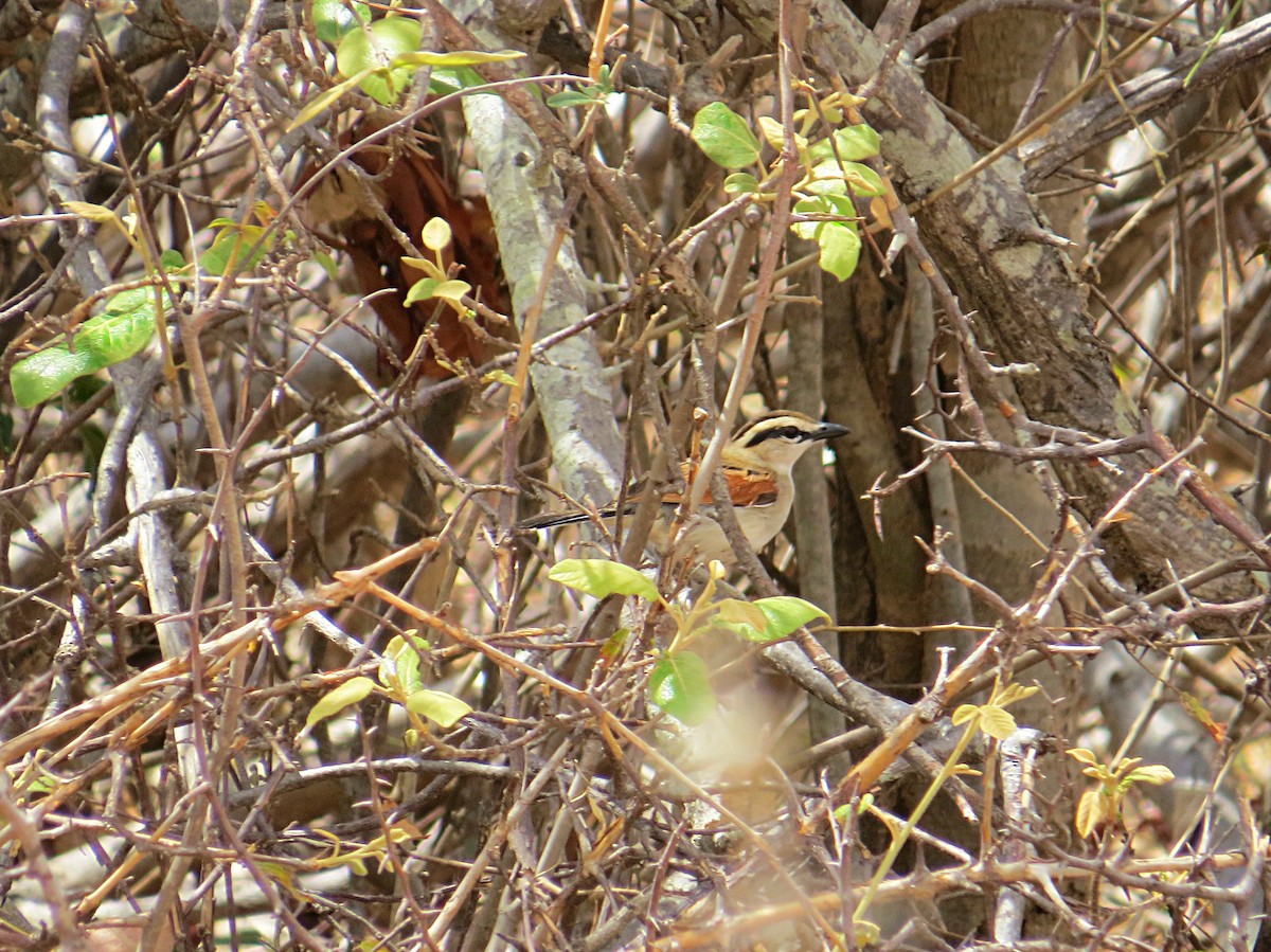 Brown-crowned Tchagra - ML617735326