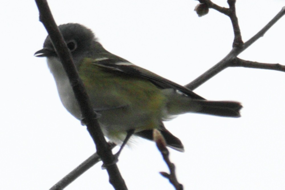 Blue-headed Vireo - ML617735332