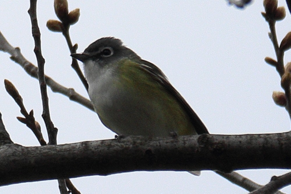 Mavi Başlı Vireo - ML617735333