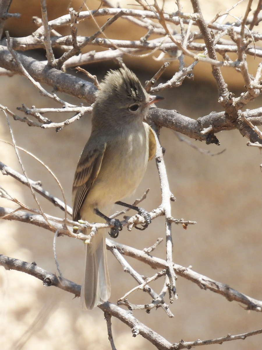 Northern Beardless-Tyrannulet - ML617735365