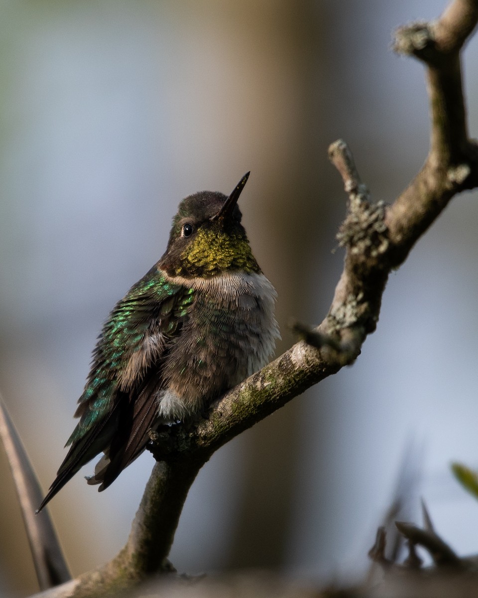 Ruby-throated Hummingbird - ML617735369