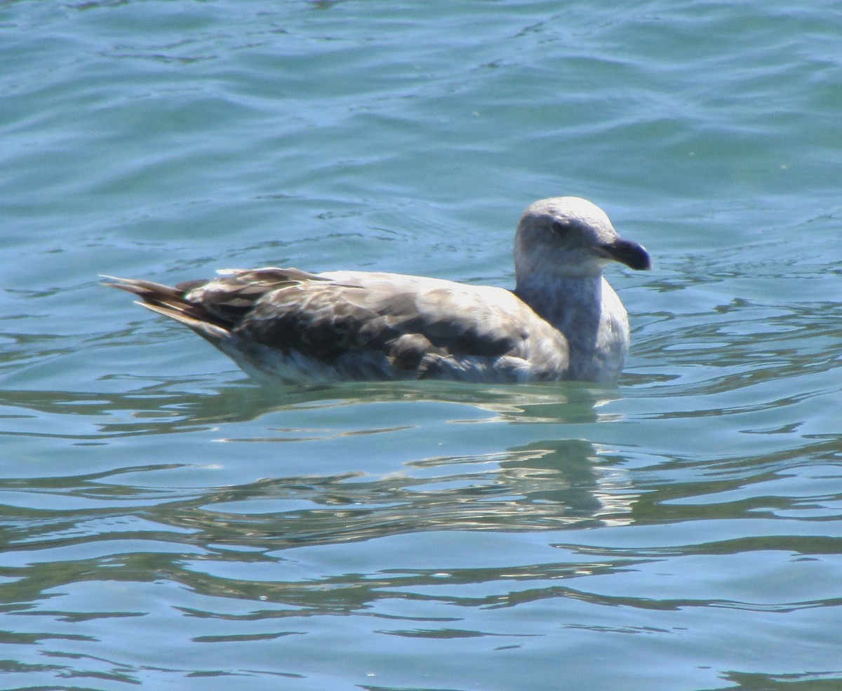 Western Gull - ML617735374