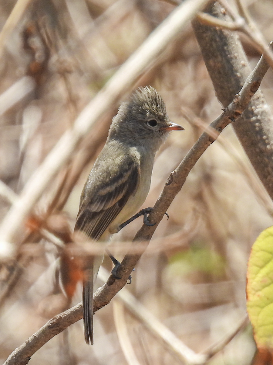 Northern Beardless-Tyrannulet - ML617735375