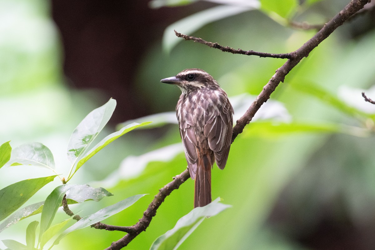 Streaked Flycatcher - ML617735379