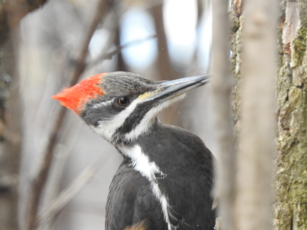 Pileated Woodpecker - ML617735395