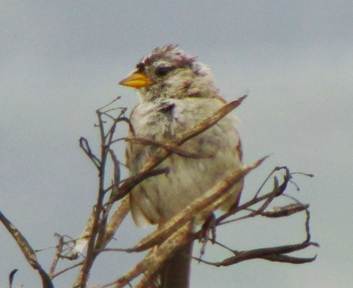 White-crowned Sparrow - Sandy Winkler