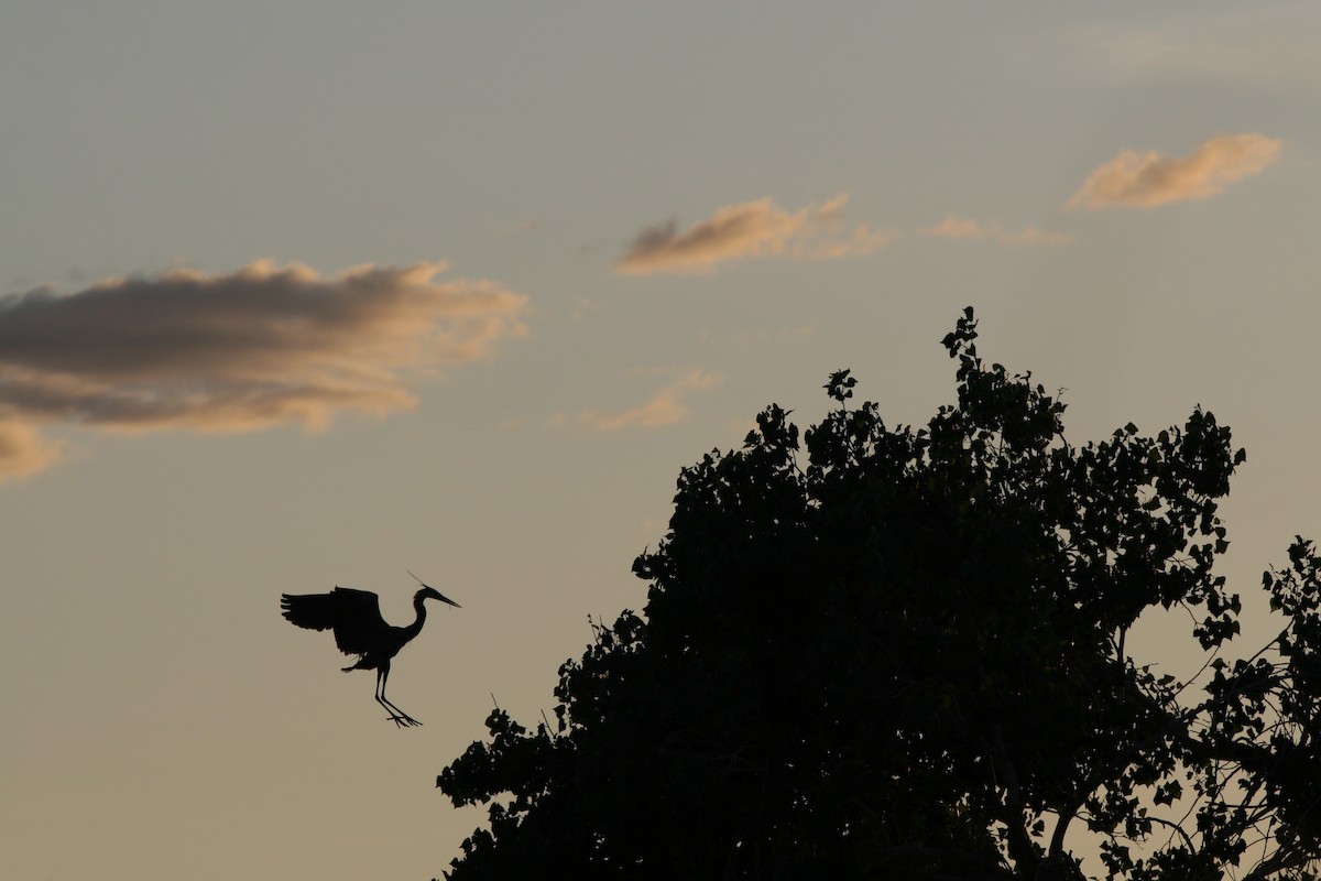 Great Blue Heron - ML617735459