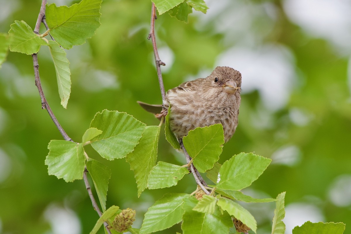 House Finch - ML617735463