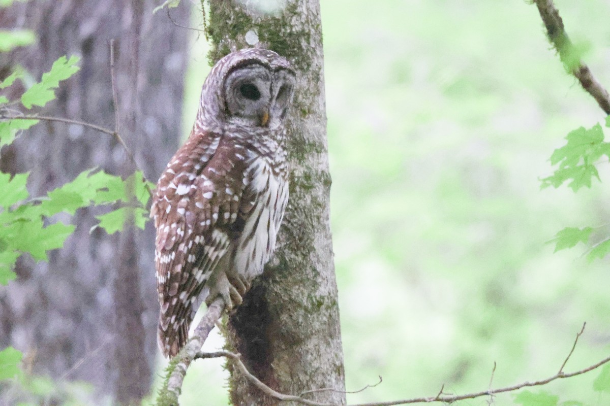 Barred Owl - ML617735474