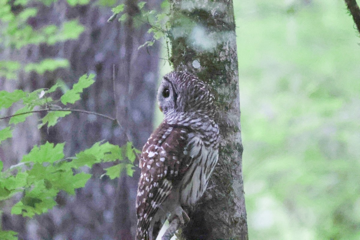 Barred Owl - ML617735475