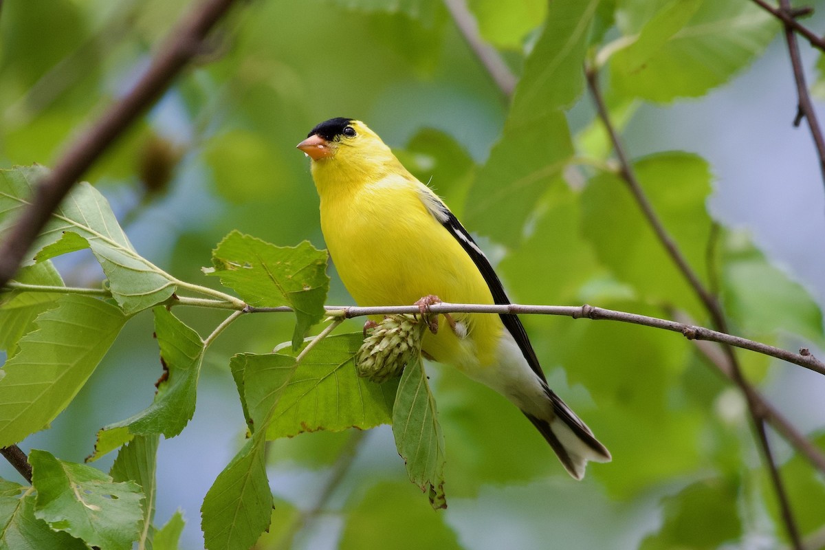 American Goldfinch - ML617735491