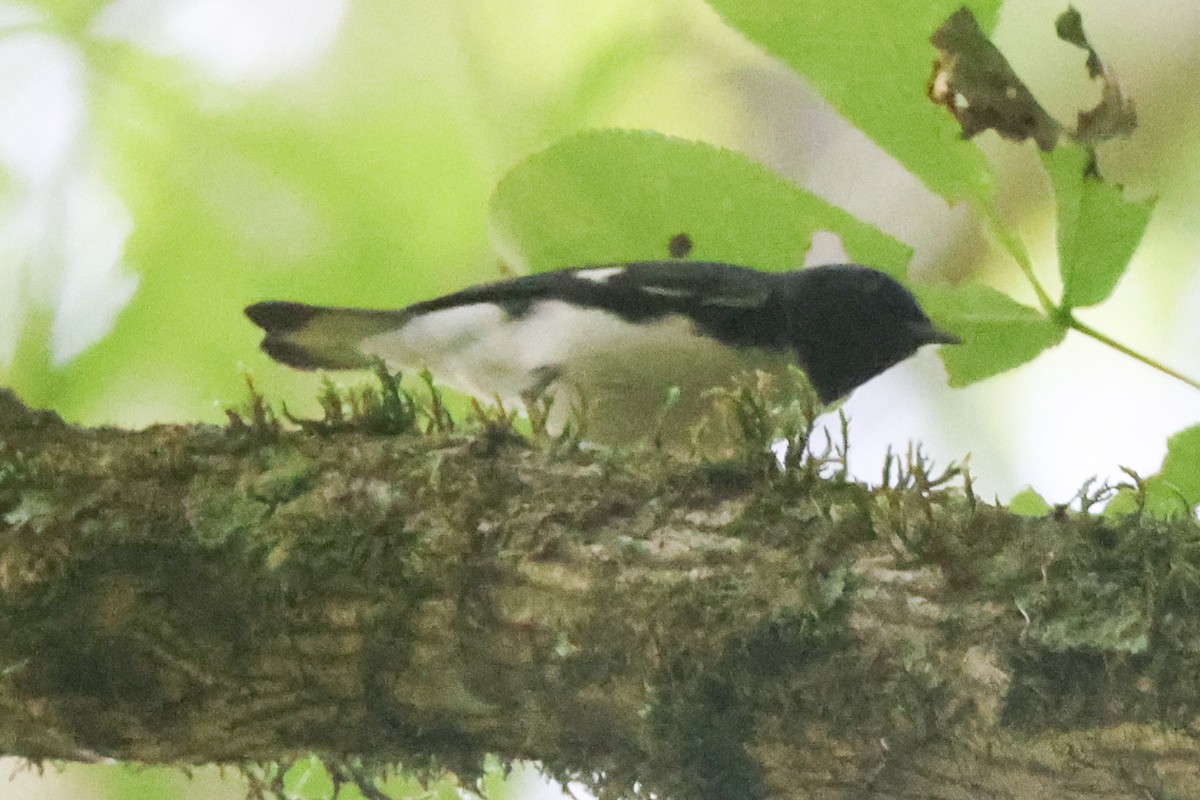 Black-throated Blue Warbler - ML617735502