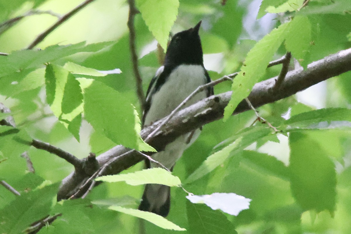 Black-throated Blue Warbler - ML617735503