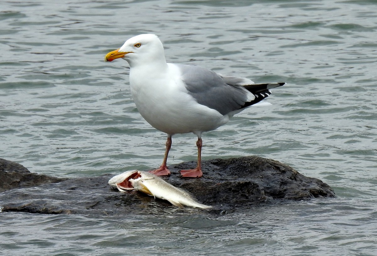 Herring Gull (American) - Kayo Roy