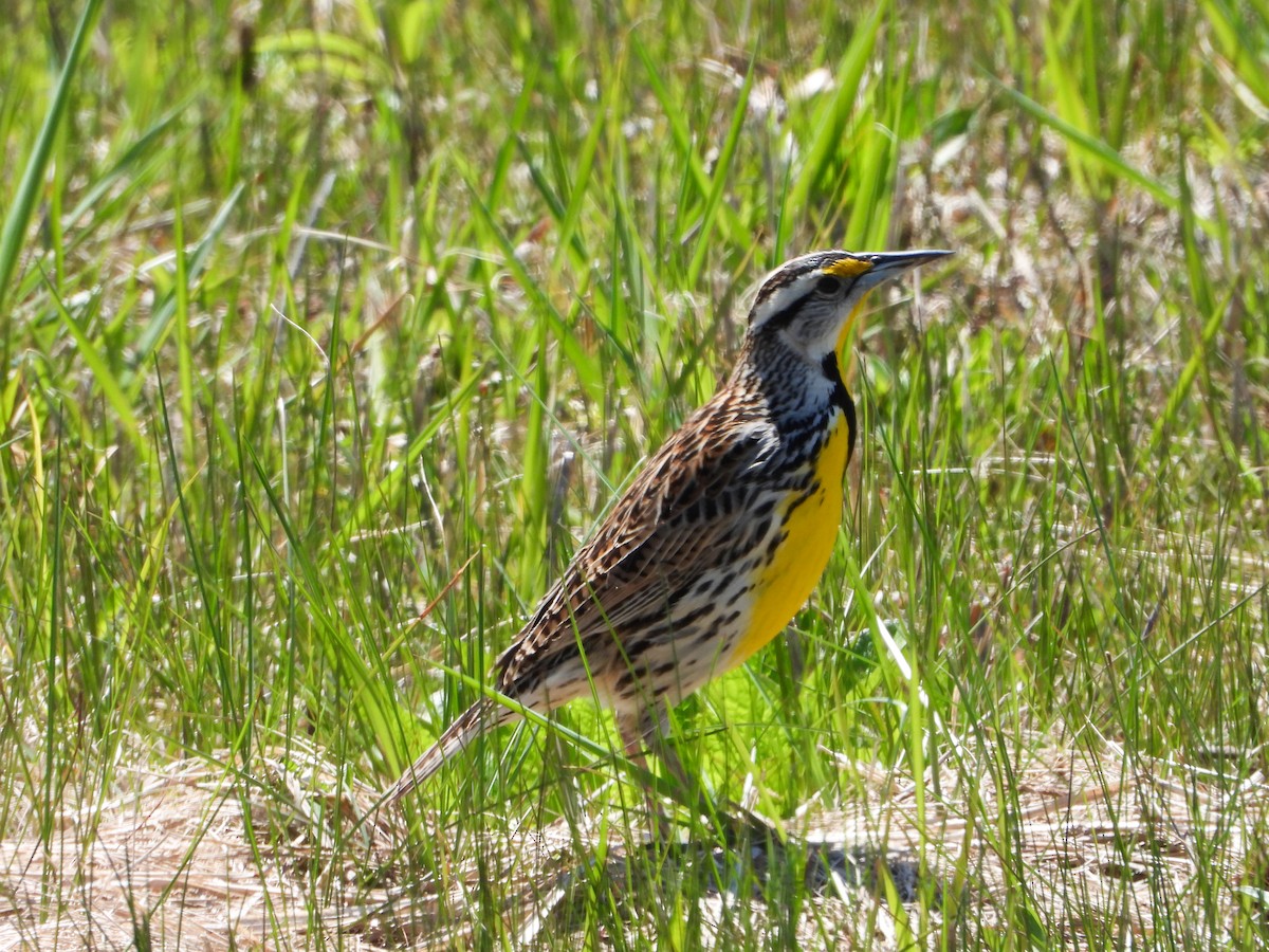 Eastern Meadowlark - Martin Berg