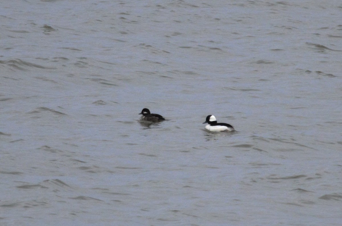 Bufflehead - Thomas Biteau