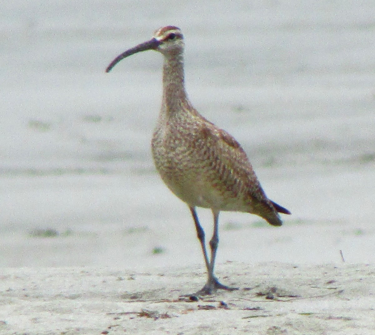 Whimbrel - ML617735538