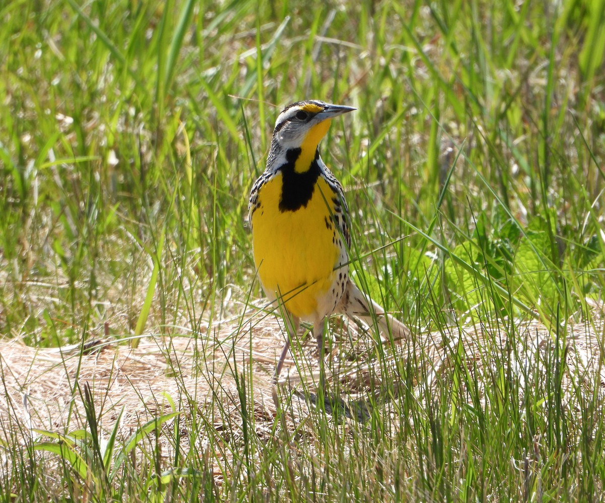 Eastern Meadowlark - Martin Berg