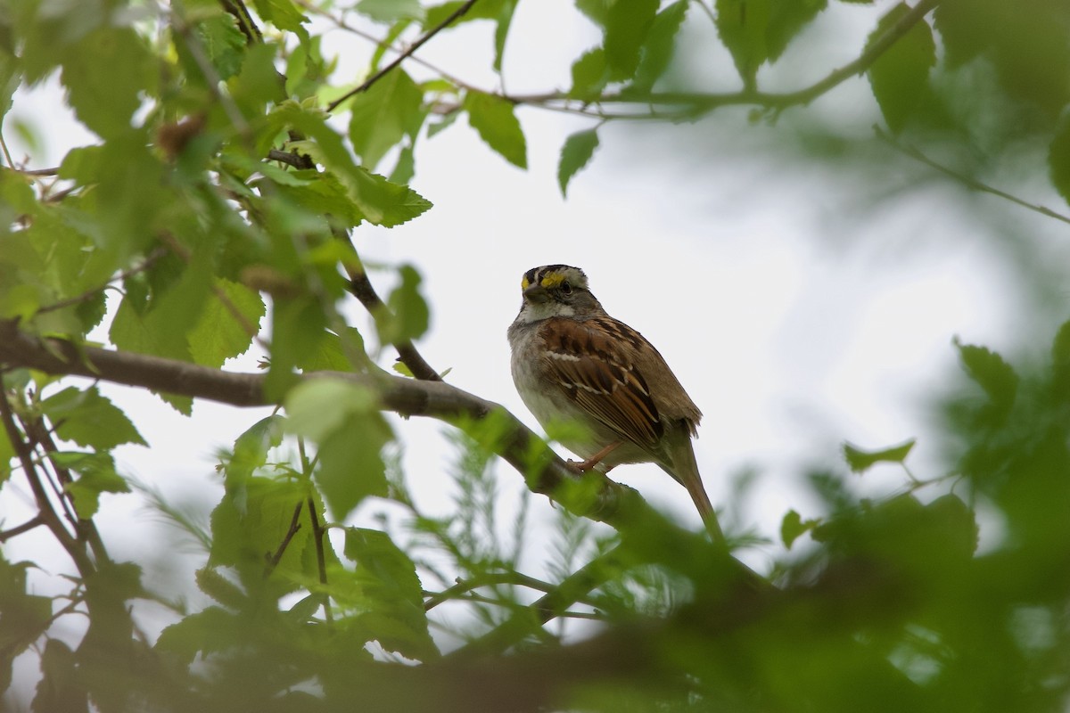 White-throated Sparrow - Greg Harber