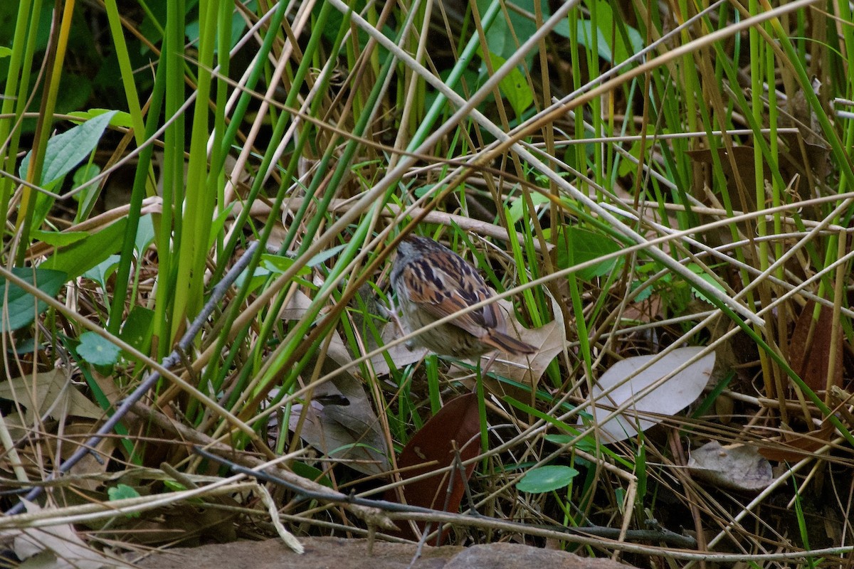 Swamp Sparrow - Greg Harber