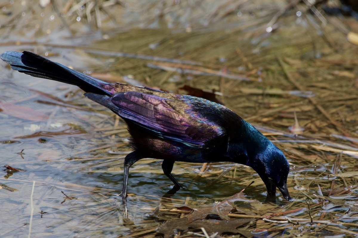 Common Grackle - Greg Harber