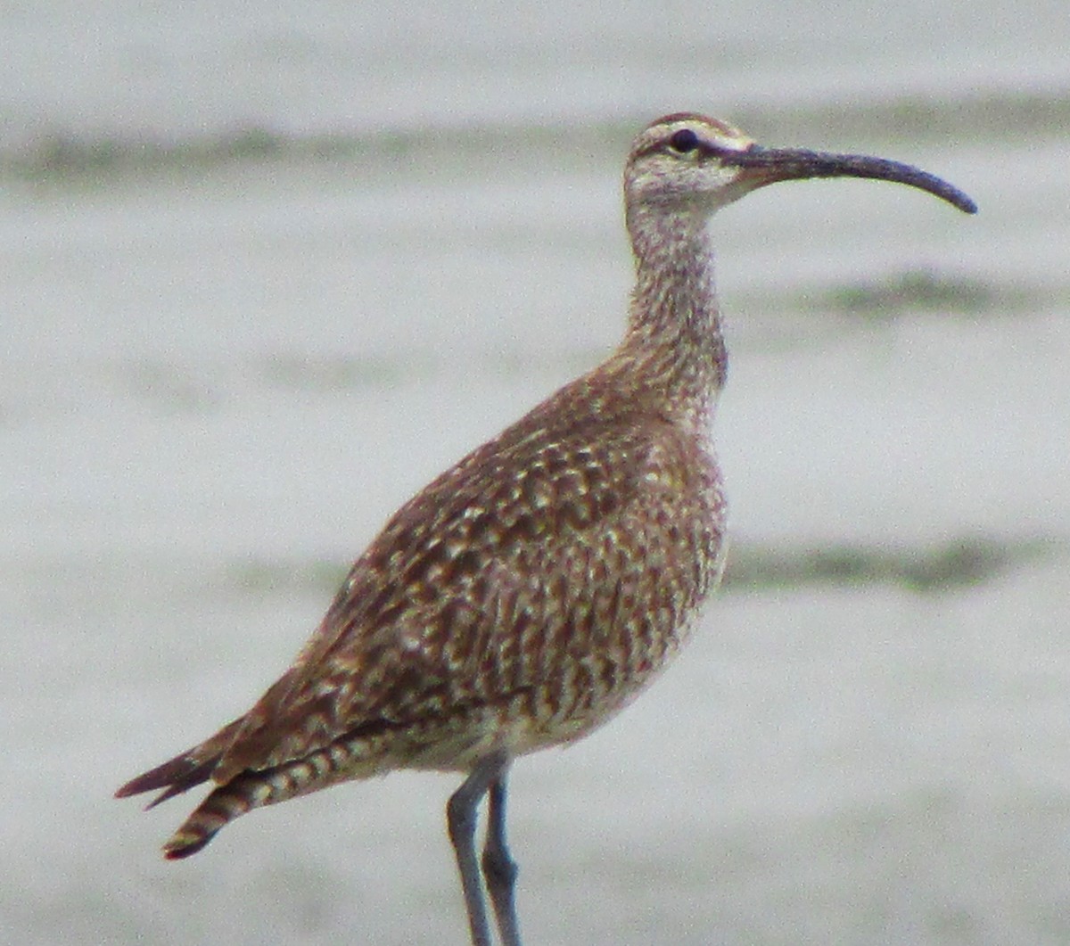 Whimbrel - ML617735633