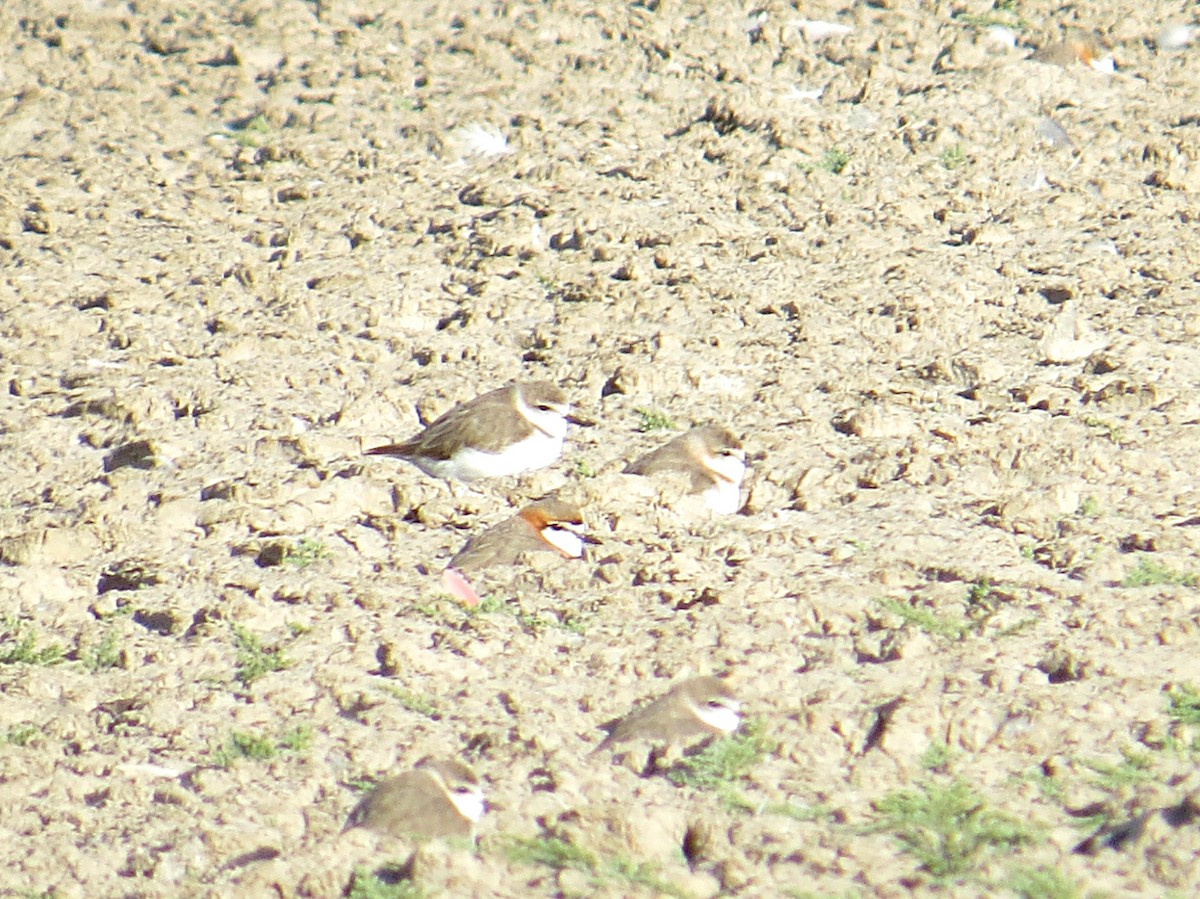 Chestnut-banded Plover - Andrew Cauldwell