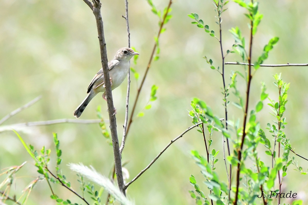 Desert Cisticola - ML617735642