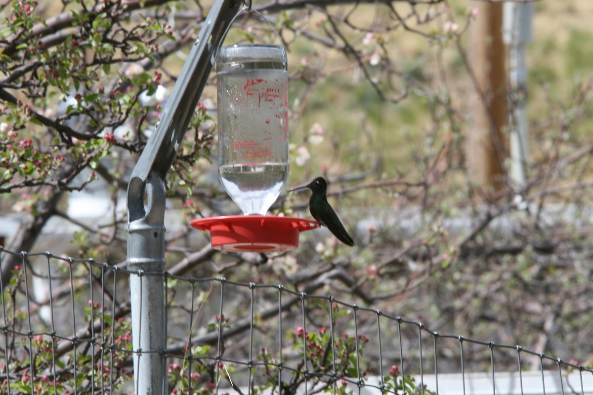 kolibřík skvostný - ML617735651