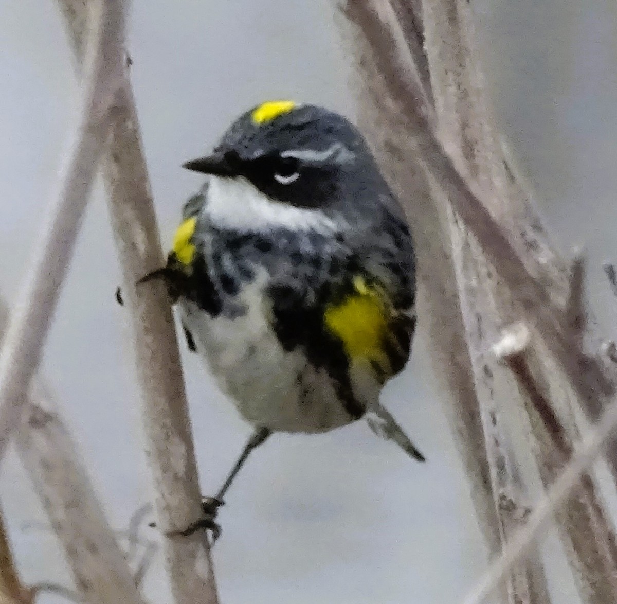 Yellow-rumped Warbler - Mary Ann Henderson