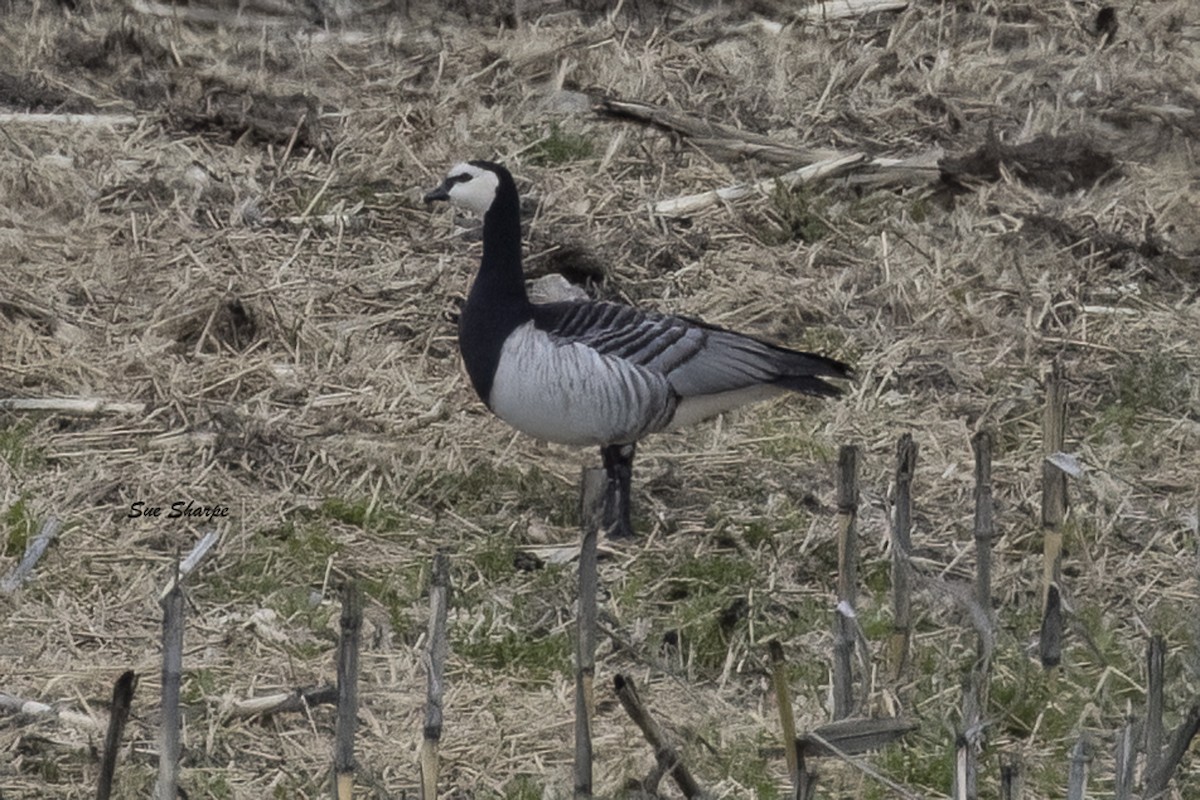 Barnacle Goose - ML617735705