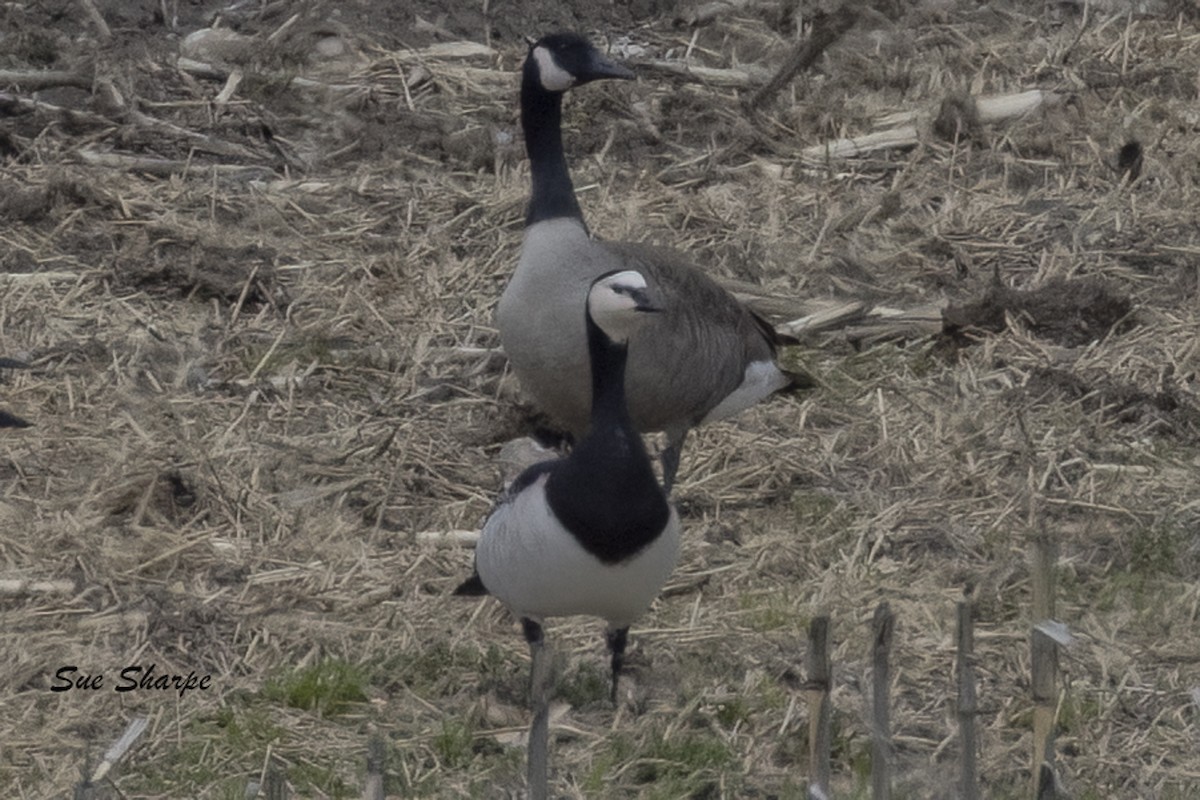 Barnacle Goose - ML617735739