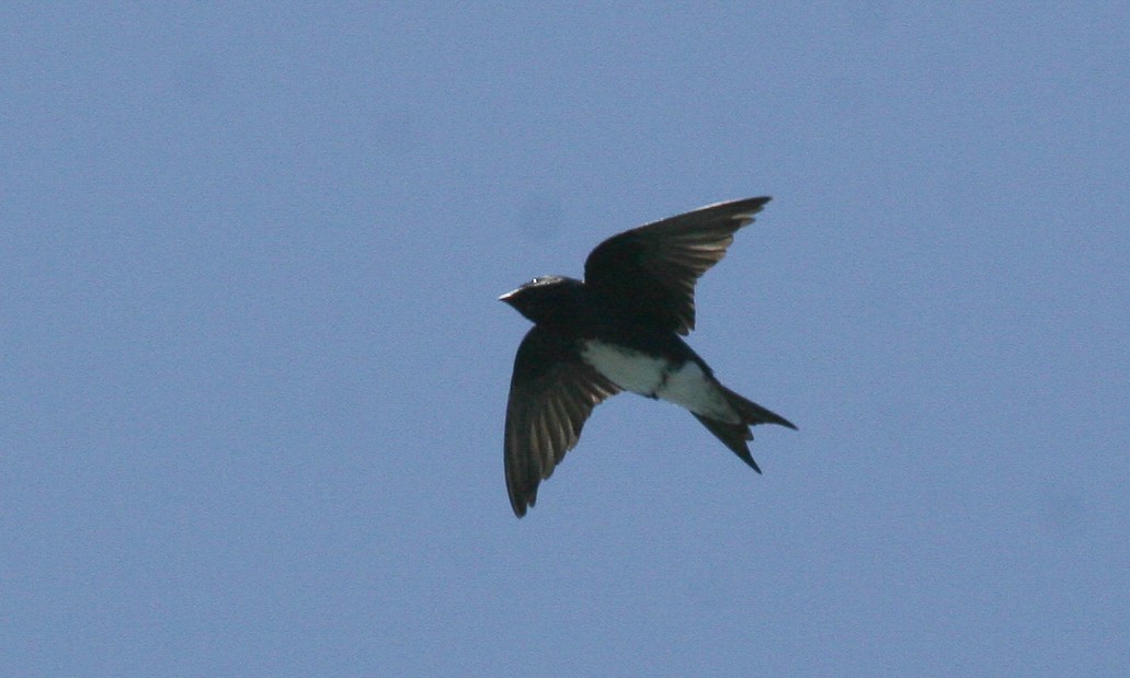 Golondrina Caribeña - ML617735745