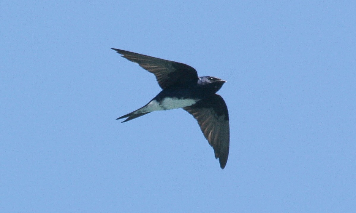 Golondrina Caribeña - ML617735751