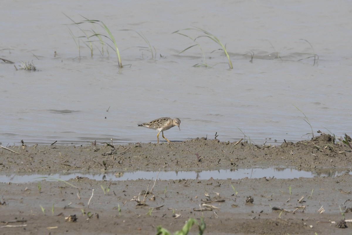 Buff-breasted Sandpiper - Peter Billingham