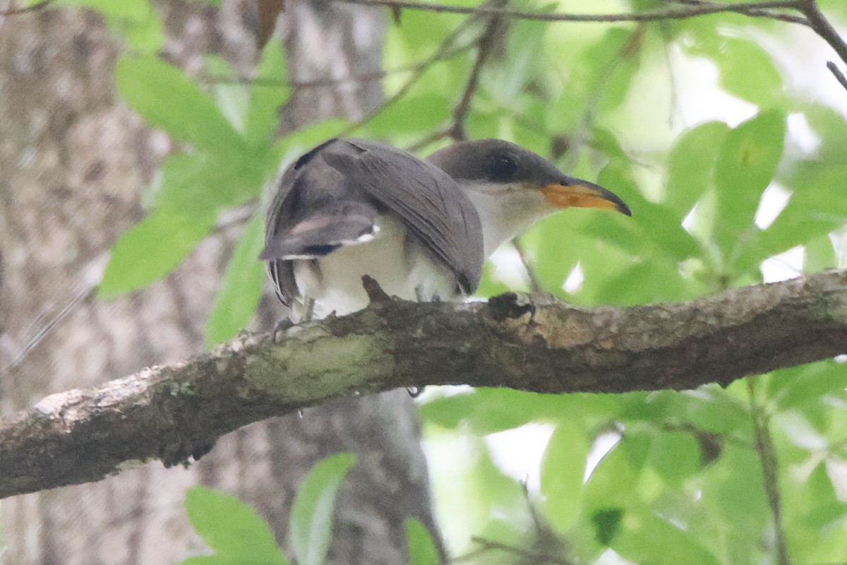 Yellow-billed Cuckoo - ML617735815