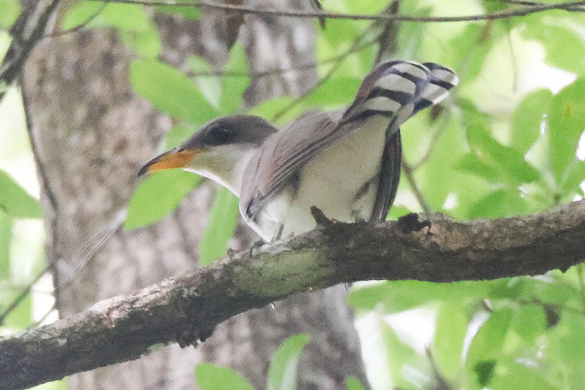 Yellow-billed Cuckoo - ML617735816