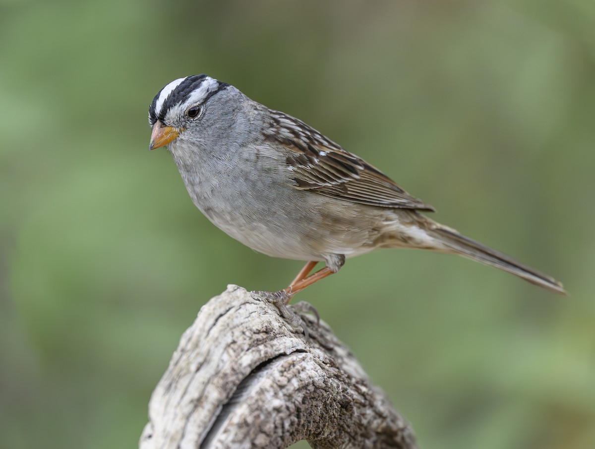 White-crowned Sparrow - ML617735819