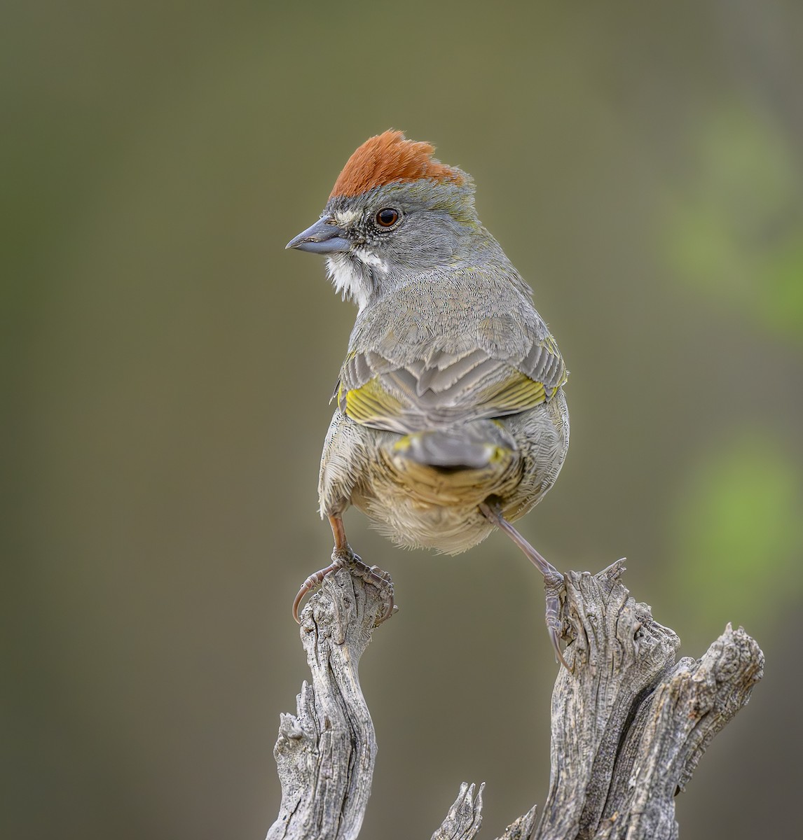 Green-tailed Towhee - ML617735834