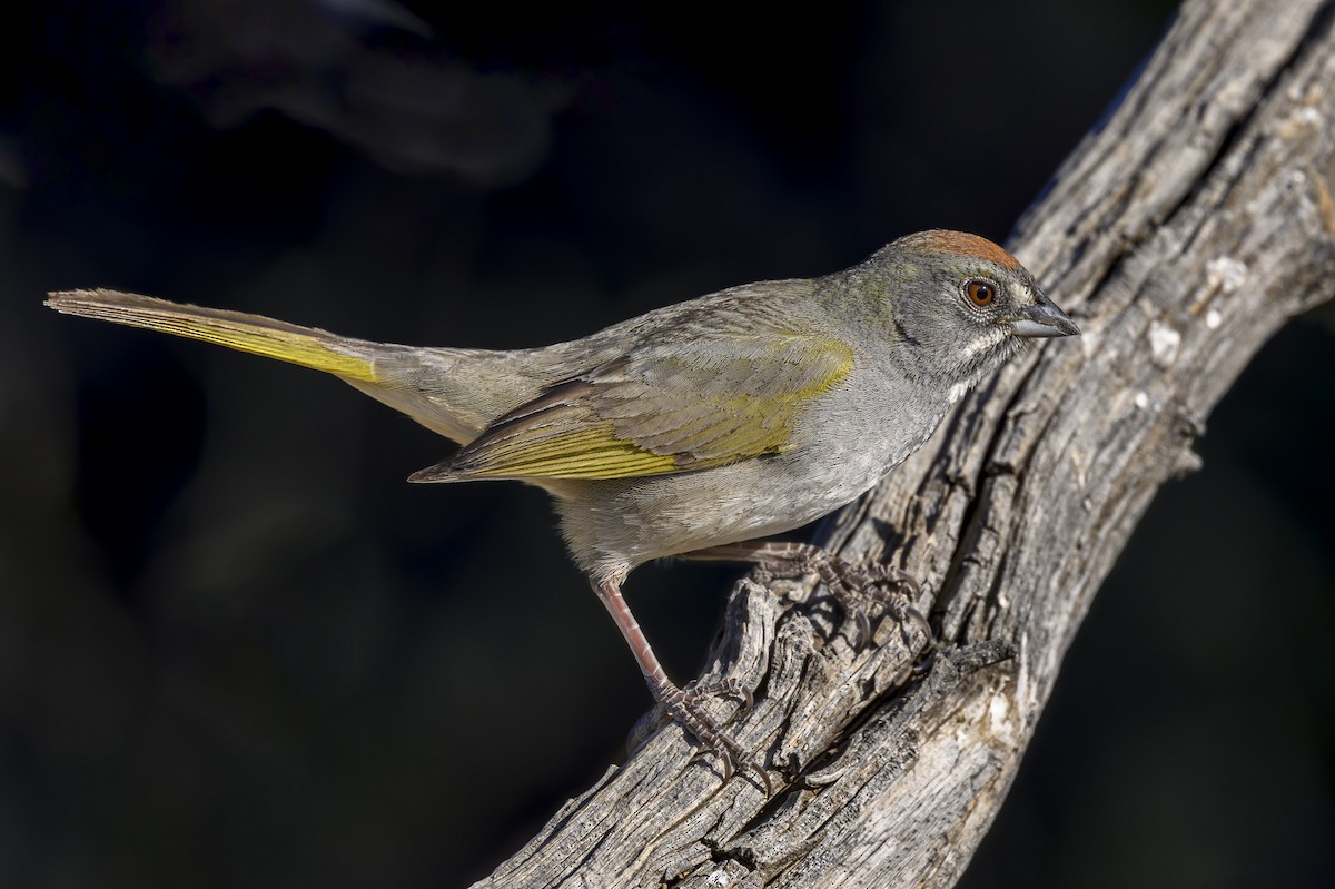 Green-tailed Towhee - ML617735835