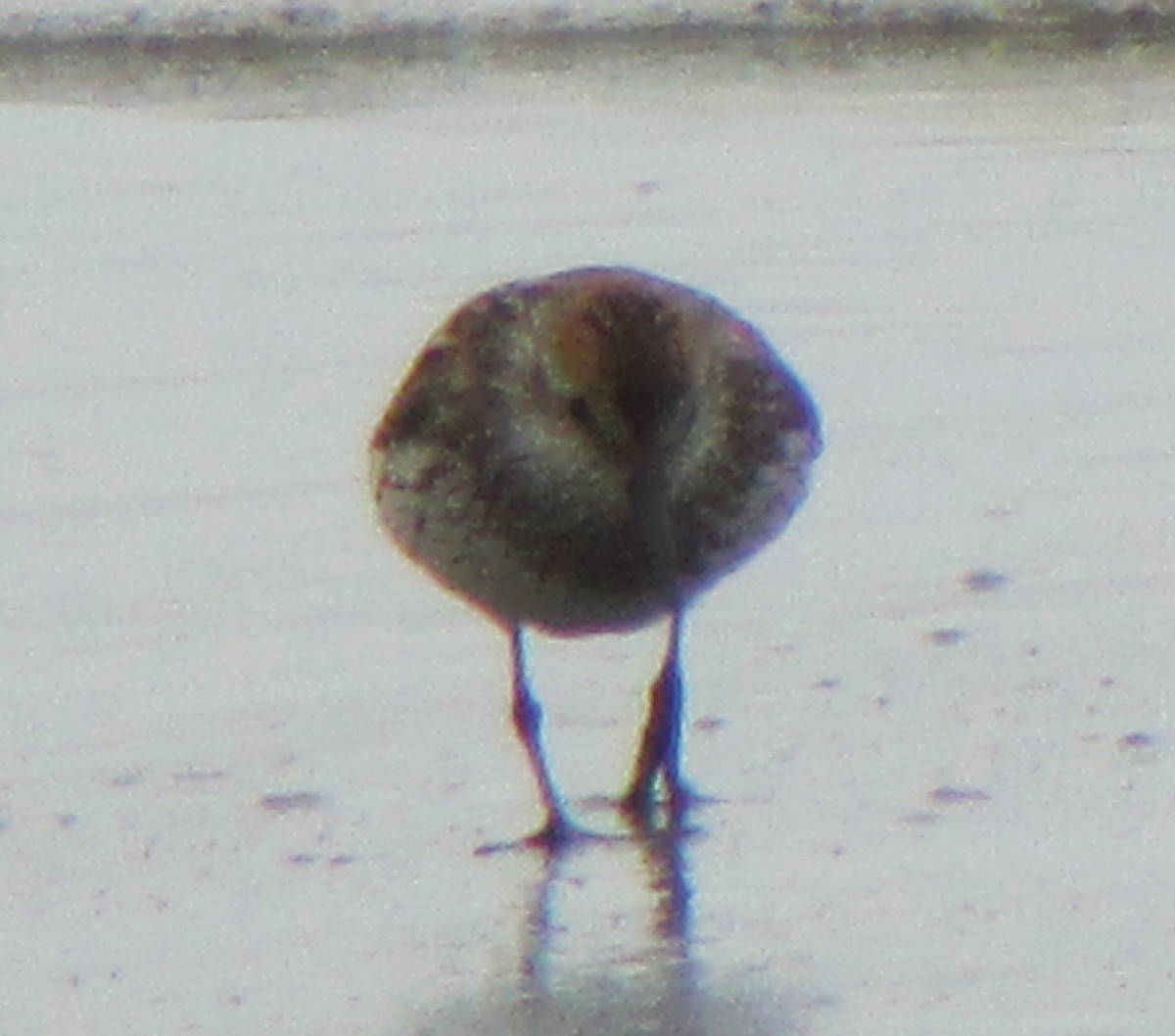 Western Sandpiper - ML617735838