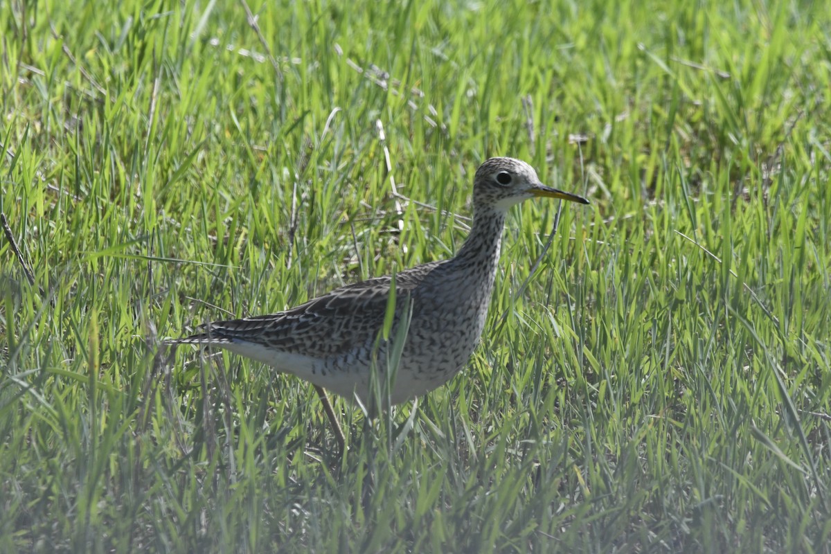 Upland Sandpiper - Peter Billingham