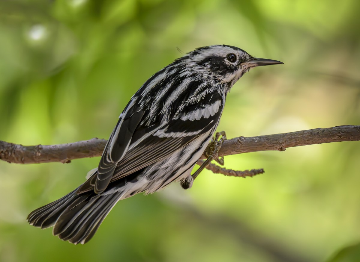 Black-and-white Warbler - ML617735853