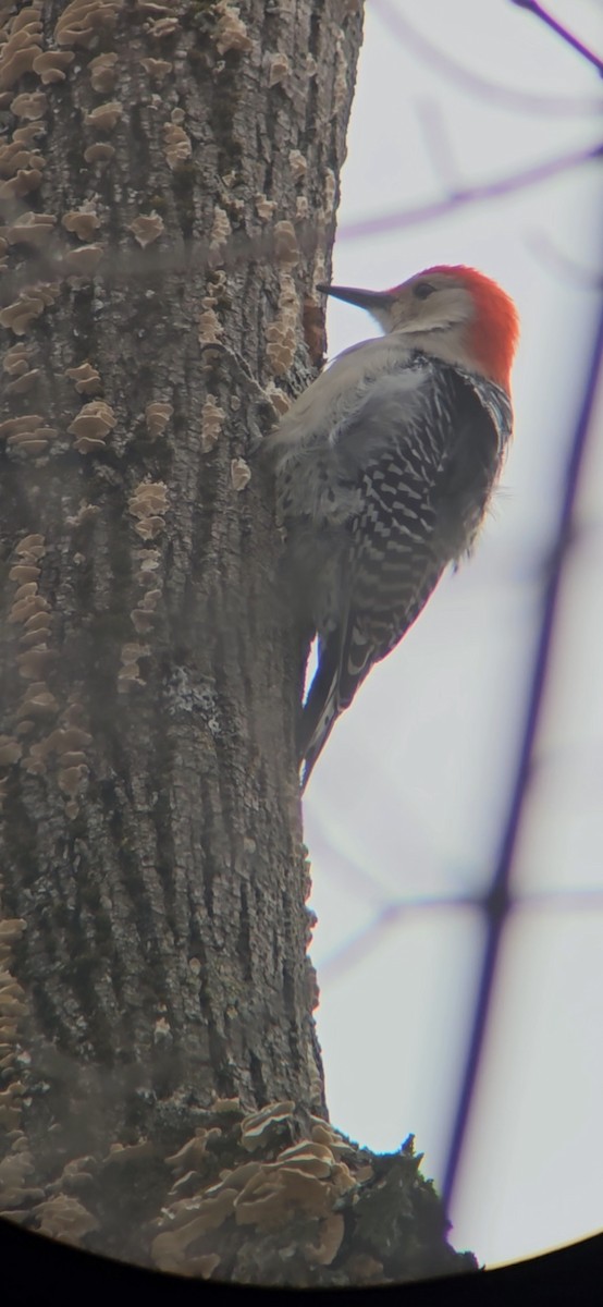 Red-bellied Woodpecker - William Parenteau
