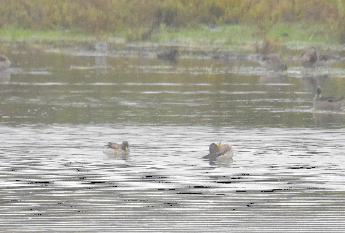 Yellow-billed Teal (oxyptera) - ML617735861