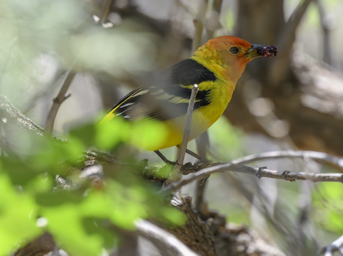 Western Tanager - ML617735868