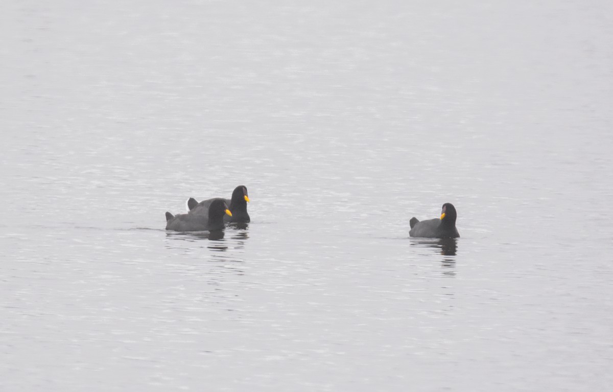 Red-fronted Coot - Víctor Hugo Sarabia Sánchez