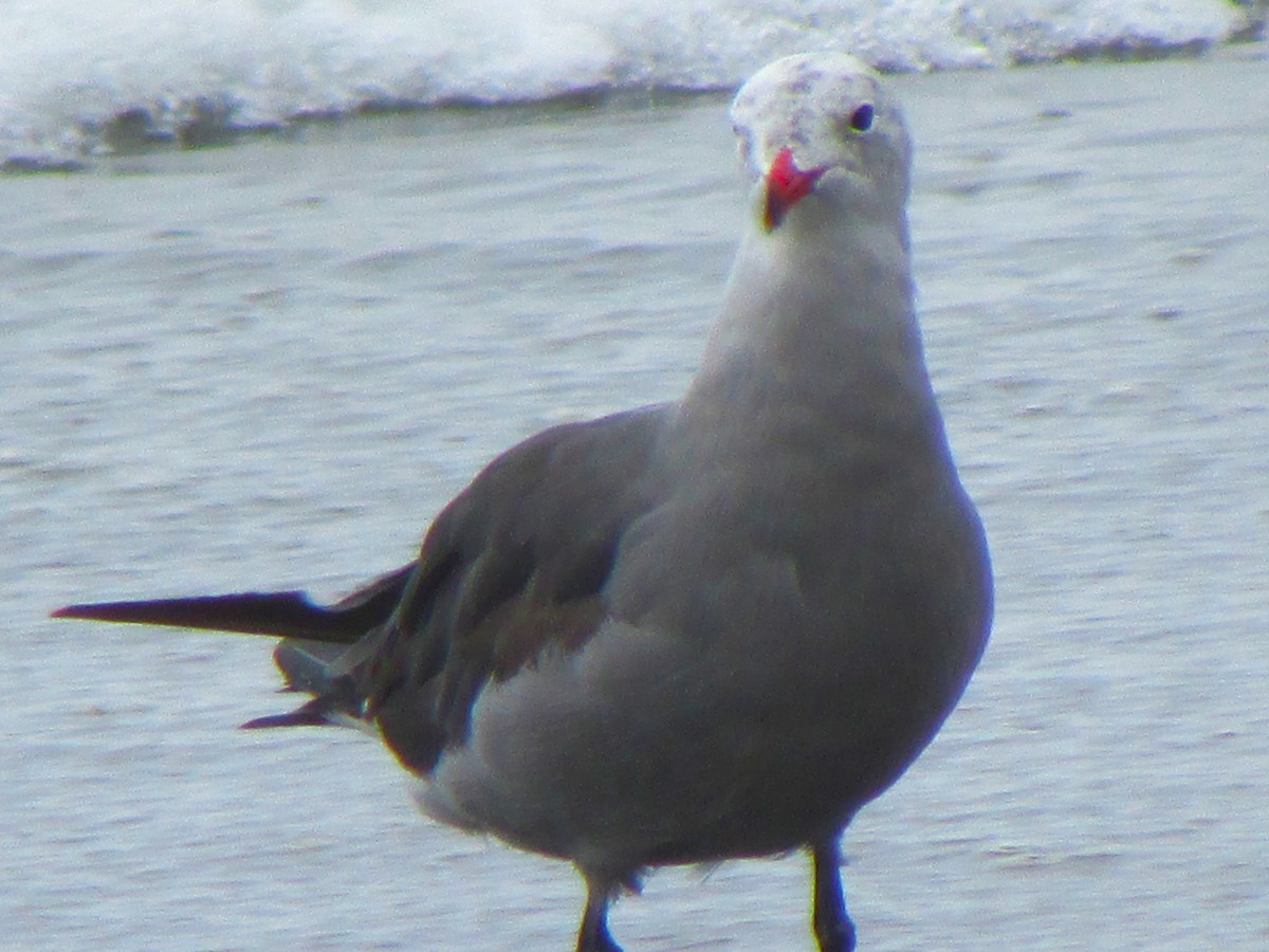 Heermann's Gull - ML617735896