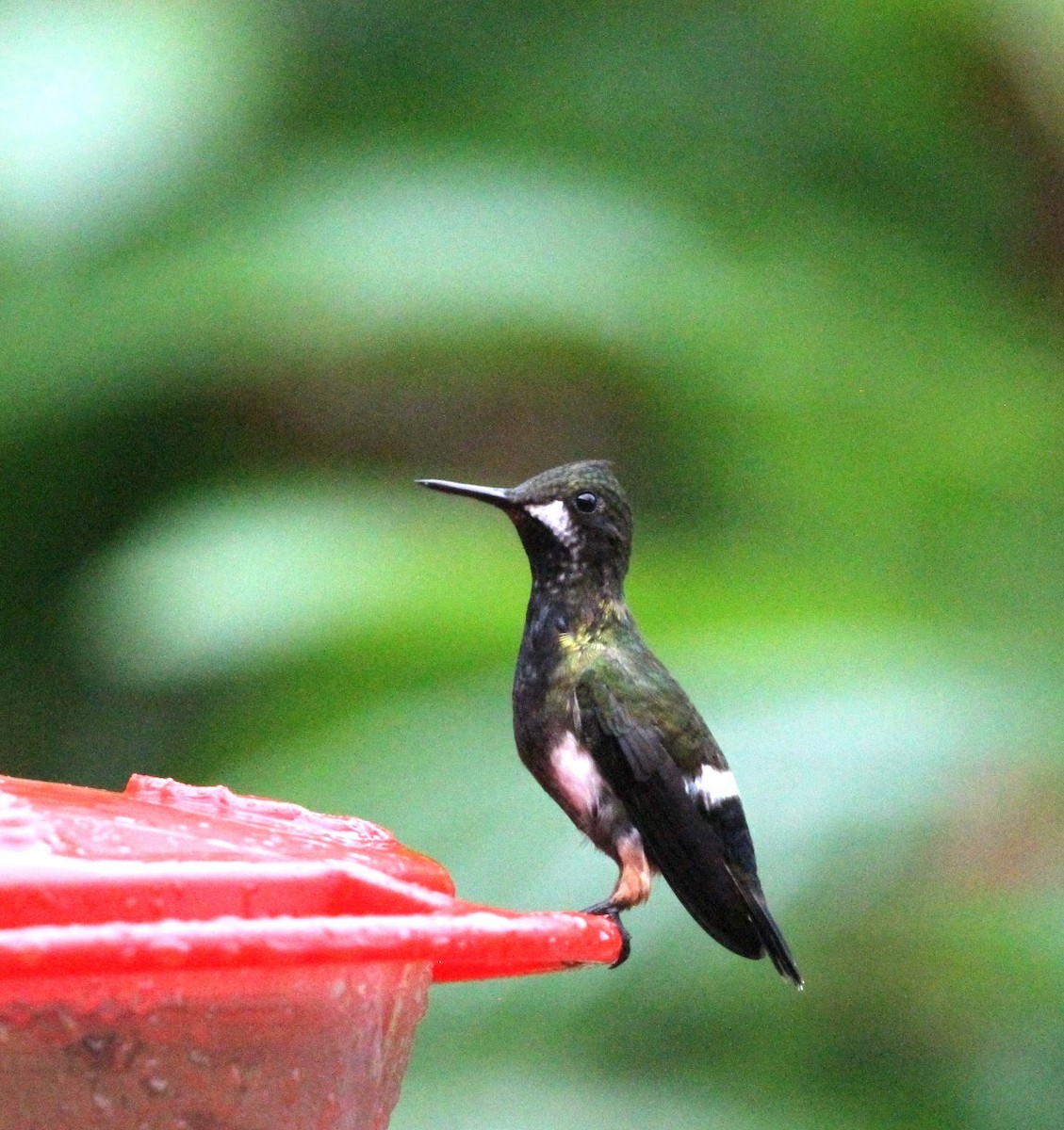 Wire-crested Thorntail - ML617735899